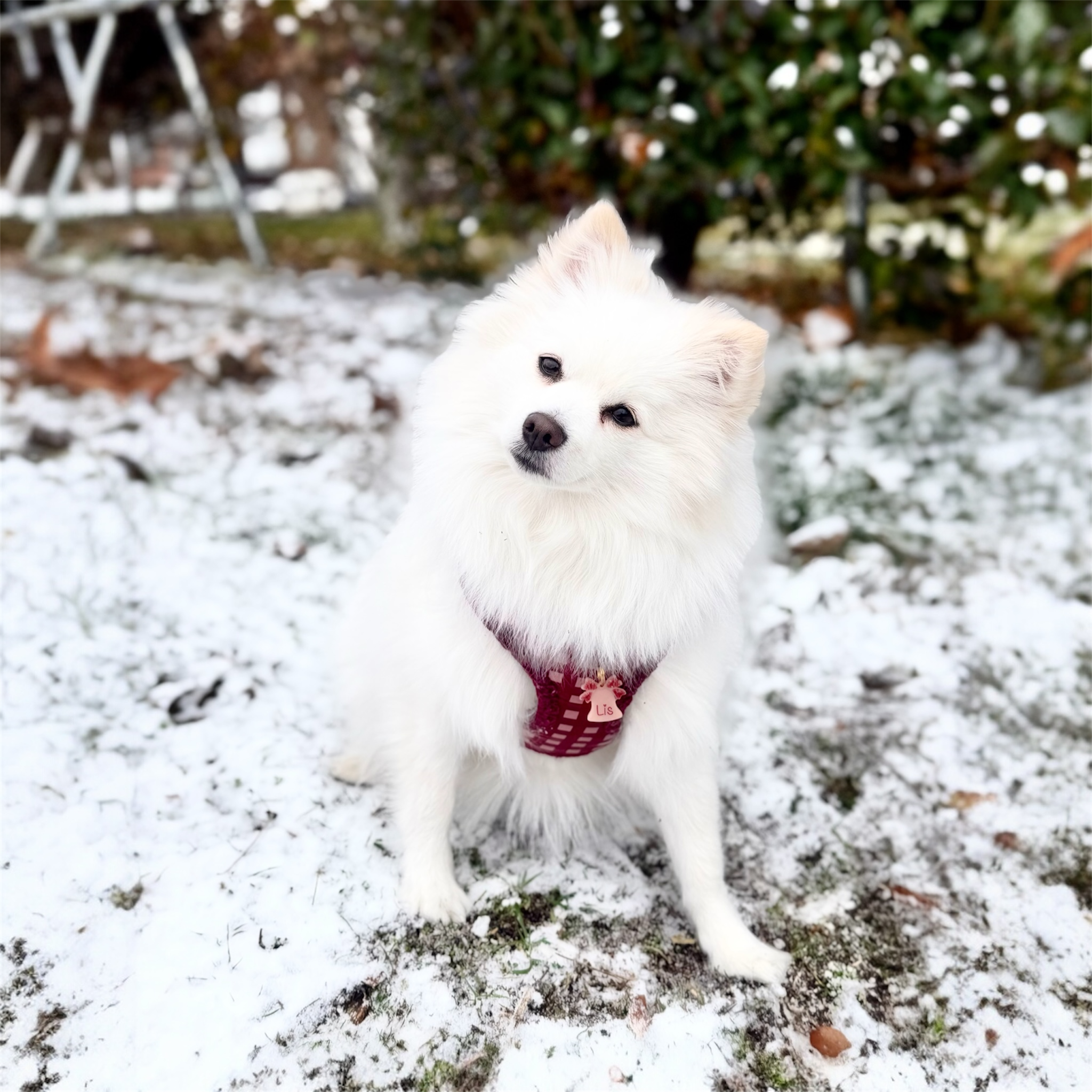 Total look Red Velvet