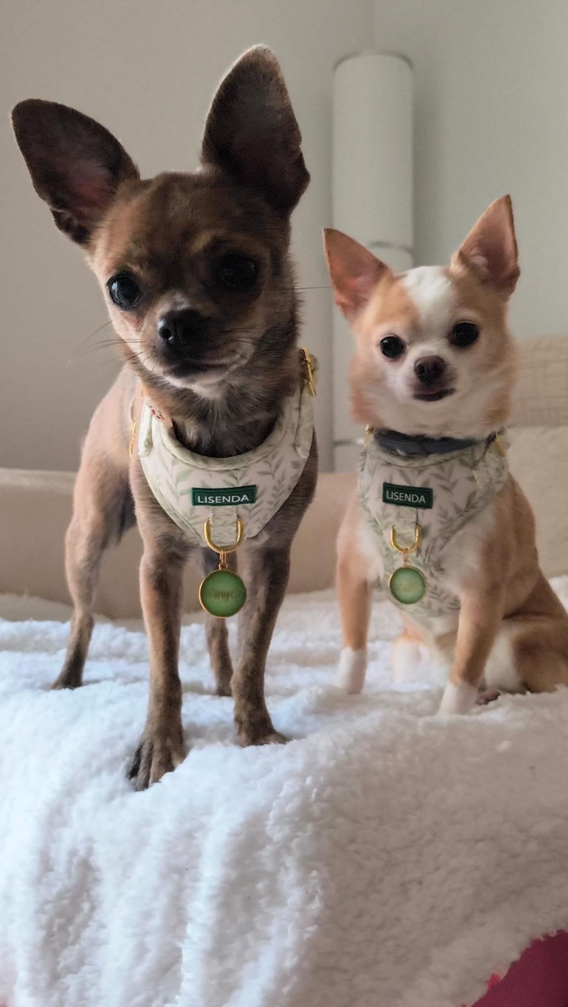 Pack arnés ajustable botanic + Chapita identificativa