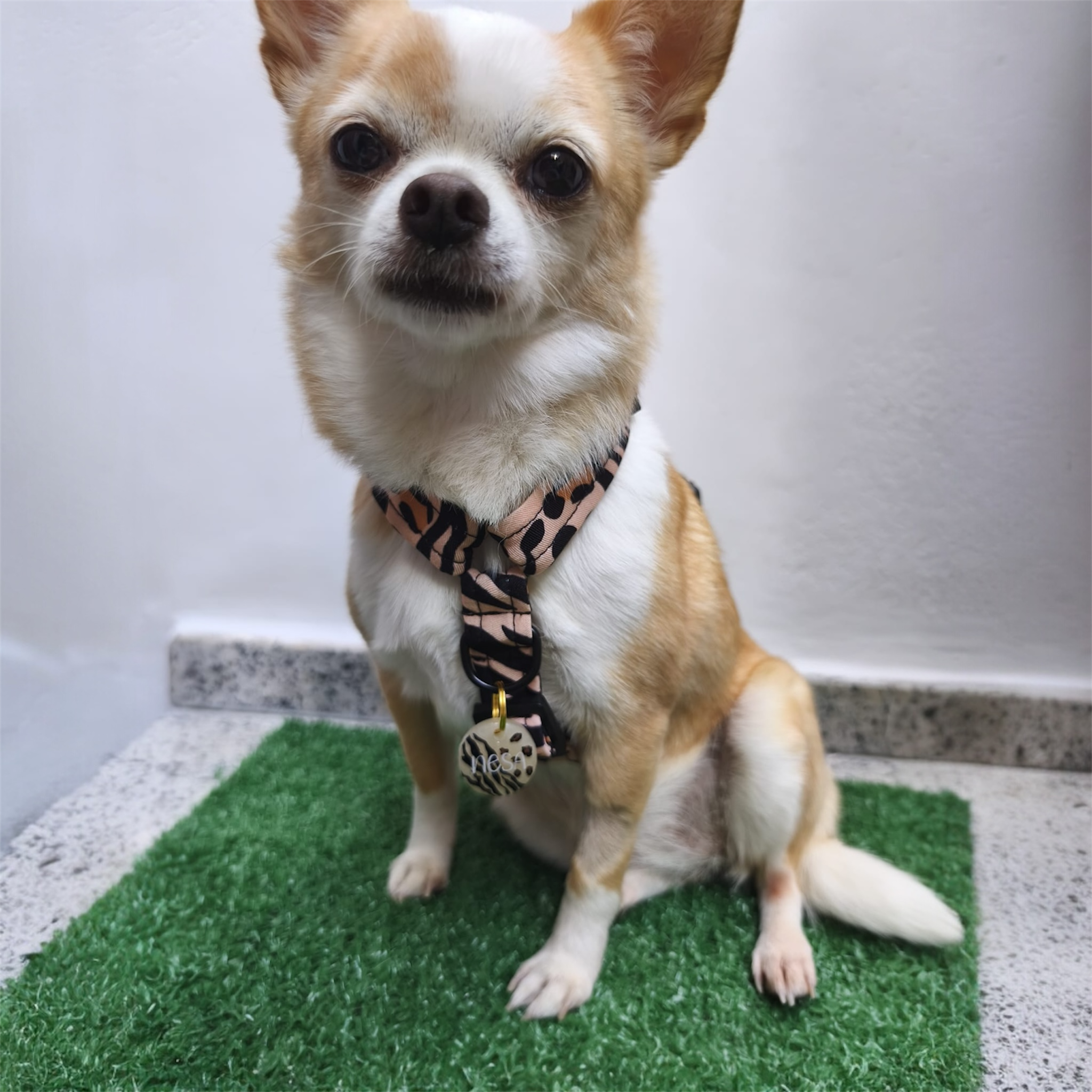 Chapita animal print