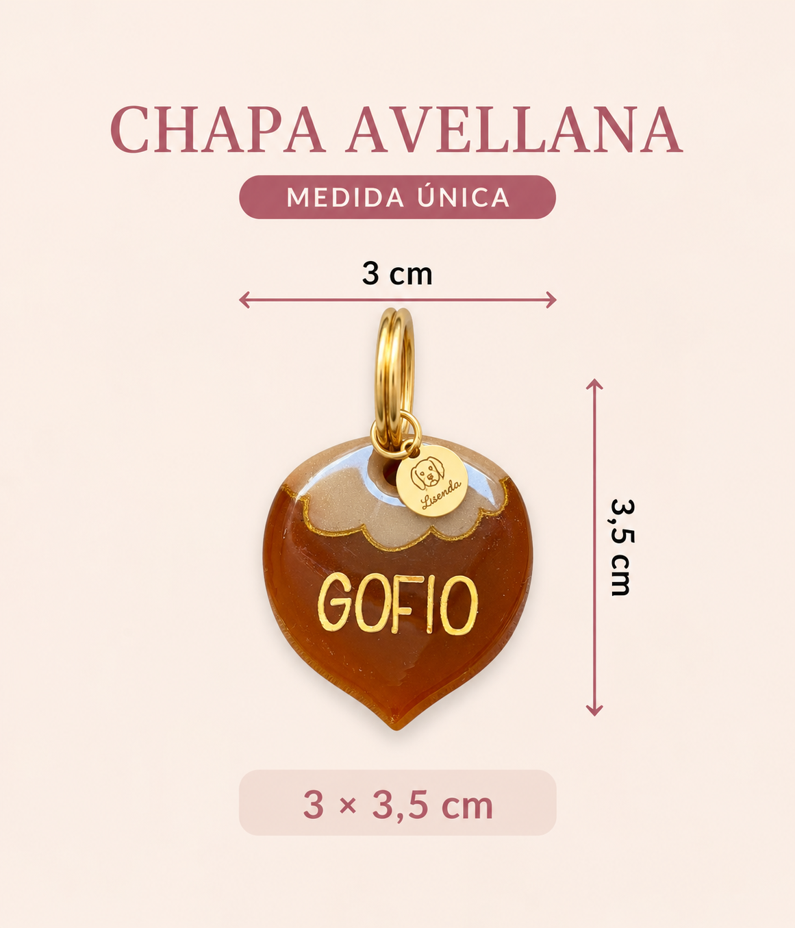 Chapita avellana