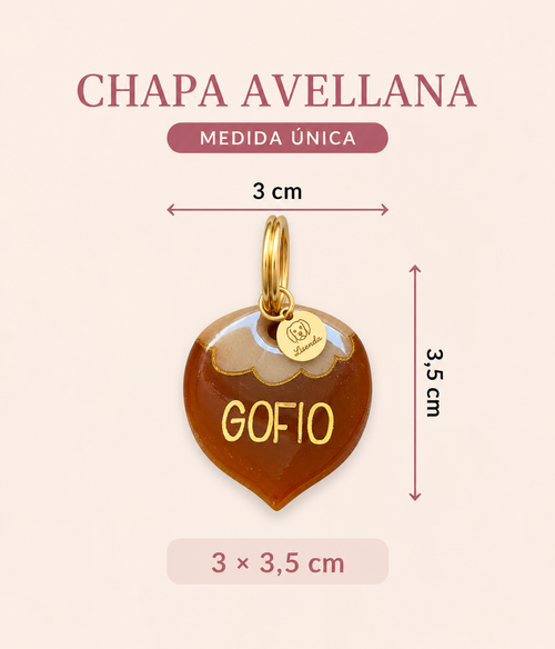 Chapita avellana